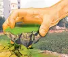 అసైన్‌మెంట్‌ భూమిలో అక్రమ లేఅవుట్‌!
