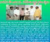 సాగునీరు లేక ఎండిన వరి.. హరీశ్‌రావు దృష్టికి రైతుల కష్టాలు