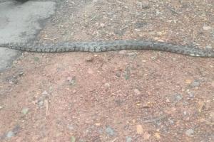 వాజేడు మండలం లో భారీ కొండచిలువ కలకలం