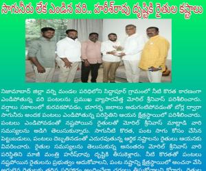సాగునీరు లేక ఎండిన వరి.. హరీశ్‌రావు దృష్టికి రైతుల కష్టాలు